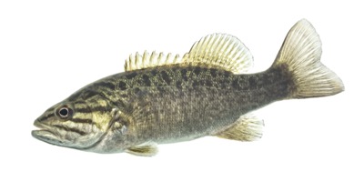 Black Bass
